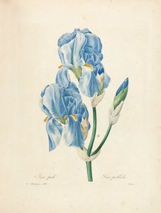 Iris Pallida, gegraveerd door Victor, uit 